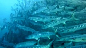 Барракуда barracuda один из опаснейших хищников ок