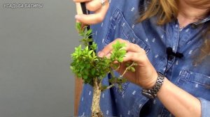 Бонсай из самшита (ч.2).