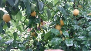 Алыча крупноплодная сорт Гек. Не уступает вкусовым качестам сливе.. Не поражается вредителями.