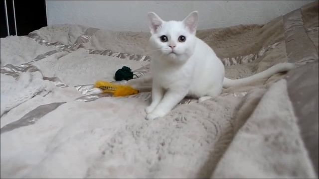 белянка 17 08 смотреть онлайн