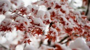 Екатерина Семёнова - Горчит калина