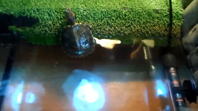 КАК ПРАВИЛЬНО УХАЖИВАТЬ ЗА ЧЕРЕПАХОЙ+ОЧЕНЬ ВАЖНАЯ ИНФОРМАЦИЯ!!!! смотреть онлайн