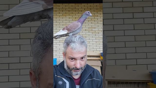 Ручная голубка. смотреть онлайн