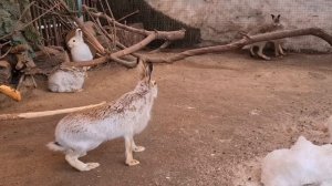 Курочка переехала в вольер! Самый злой заяц Дома Зайца