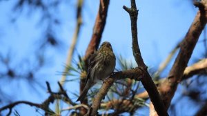 вьюрок канареечный самка июль 2021