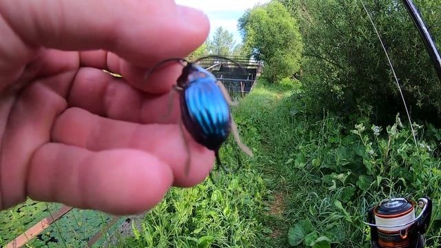 ДЕСНА. Тараканинг, следующие шаги
