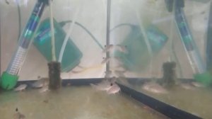 Сомики Джули. Нерест.