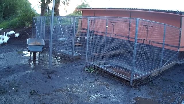 **кормление гусей, уток** // Андрей раздает корм на своей ферме// смотреть онлайн