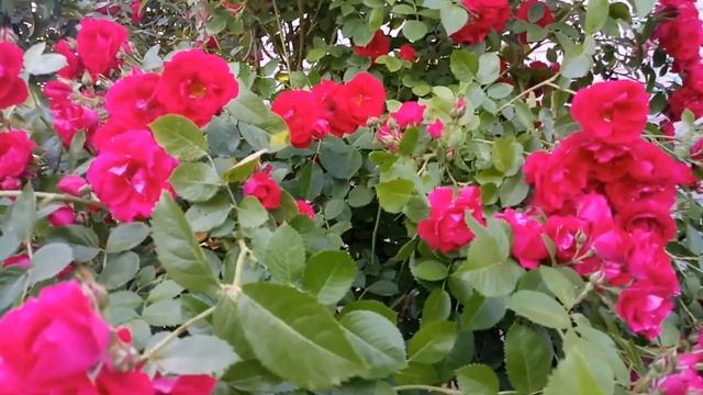 ???Роза плетистая Фламентанц во всей красе! Описание и обзор! Совершенно неприхотливая роза! смотреть онлайн