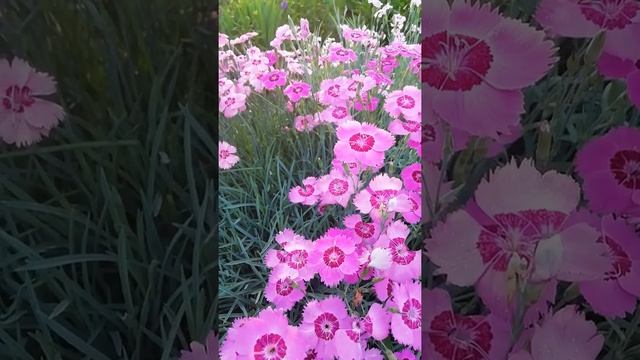 ?Гвоздика Перистая ????? смотреть онлайн