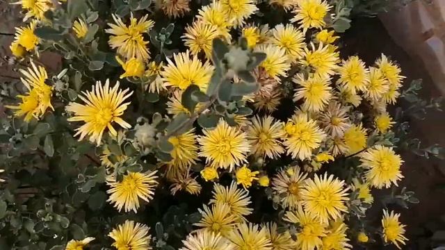 Цветение хризантемы - загадка! смотреть онлайн