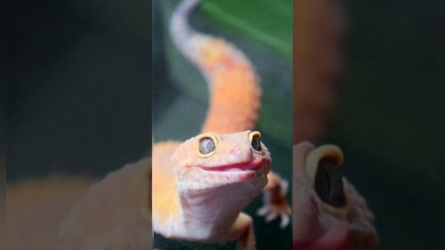 Eublefar feeding / Кормление эублефара #животные #питомцы #shorts #pets #leopardgecko #animals