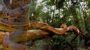 Самый Опасный Остров в Мире — Остров Змей