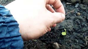 Азимина однолетний сеянец после зимы с укрытием и без .Рамбутан и киви ?