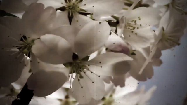 Our Forgotten Spring Irina Krug Наша Позабытая Весна Ирина Круг смотреть онлайн