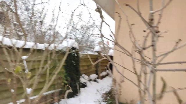 Бузина монстроза. Сотеса саду Мандрагори смотреть онлайн