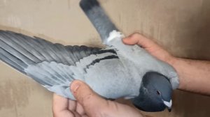 ПОЧТОВЫЕ ГОЛУБИ РУМЫНЫ, НОМЕРА ИХ КОЛЕЦ.