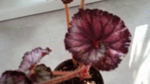 Мои декоративно-лиственные бегонии