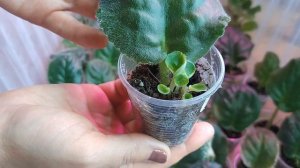 Советы и возможные ошибки при выращивании фиалок из листового черенка