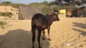 Пляж Кандолим. Северное ГОА.