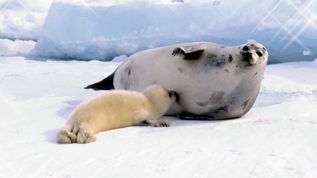 Это бельки. Нежные и беззащитные смотреть онлайн