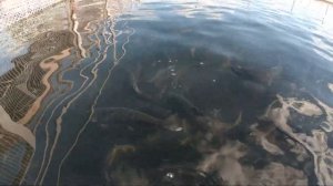 Рыбалка на удочку в Саратовской области.