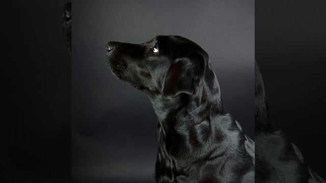 Собаки мира смотреть онлайн