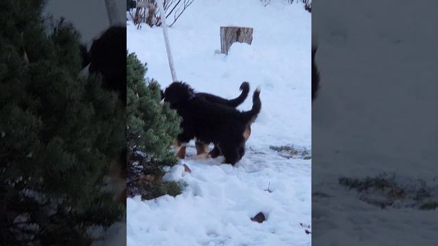 Щенки Бернского зенненхунда продажа смотреть онлайн