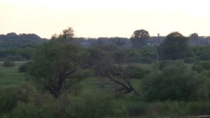 Кудряшовский бор. Просторы рядом с Кордоном.