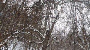 Ива Ледебура и белая плакучая,  снег на деревьях. Небольшой обзор.