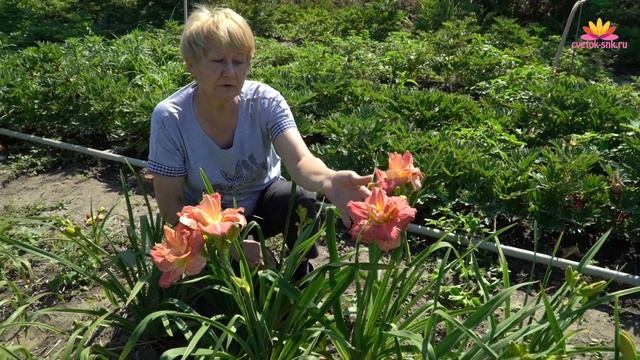 Лилейник Totally Awesome. Июнь 2018 смотреть онлайн