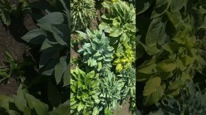 Сад хост в Бийске.16 июля 2022 г. #хосты#хоста#сад#садоводство#сады#любимаядача