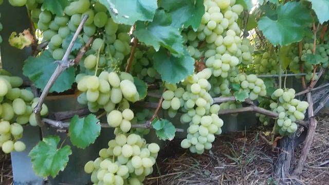 Калининградский виноград. фЛора. (ОГ) смотреть онлайн