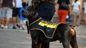 ПИТБУЛЬ ПРОТИВ ДОБЕРМАНА