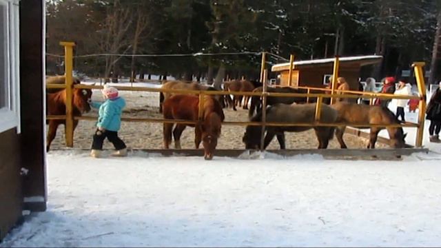 Прогулка в лесной сказке на кануне Рождества!