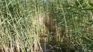 Бешеный клёв карпа на кукурузу