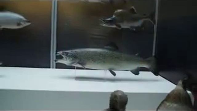 Ненецкий краеведческий музей приглашает смотреть онлайн