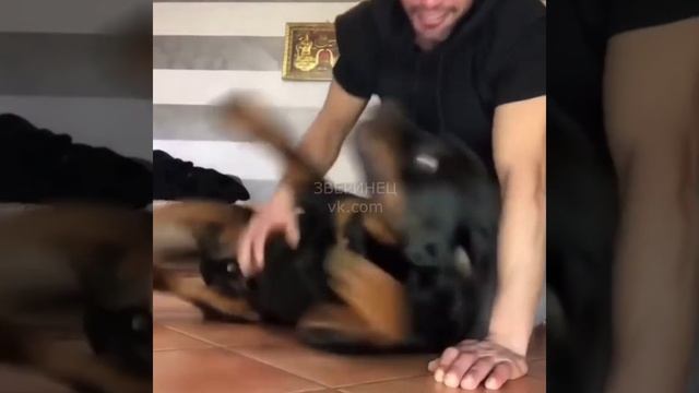 Когда с хозяином на одной волне [Юмор]