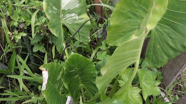 PROPAGATING JUNGLE PLANTS (ALOCASIA, CALADIUM, AND MORE) - Vlog #4 смотреть онлайн