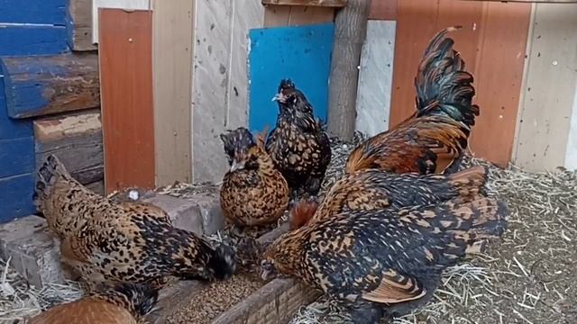кормление кур несушек пшеницей за пареной в дрожжах.