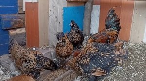 кормление кур несушек пшеницей за пареной в дрожжах.