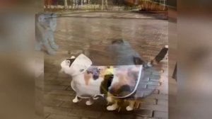 Забавные кошки_ смех до слез _ Приколы с кошками 2024