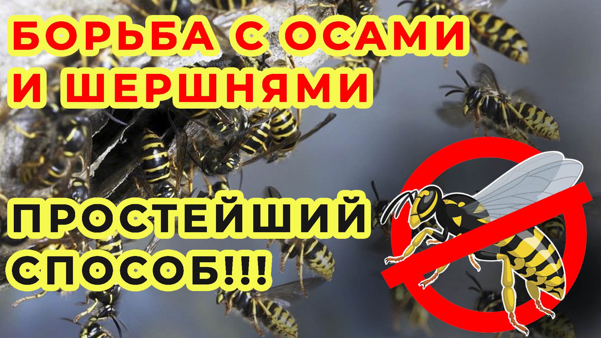 БОРЬБА С ОСАМИ И ШЕРШНЯМИ НА ПАСИКЕ, ПРОСТЕЙШИЙ СПОСОБ!!!