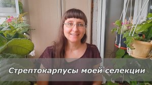 Стрептокарпусы моей селекции: важная информация