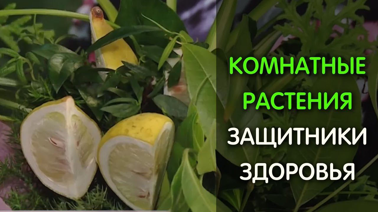 Растения защитники