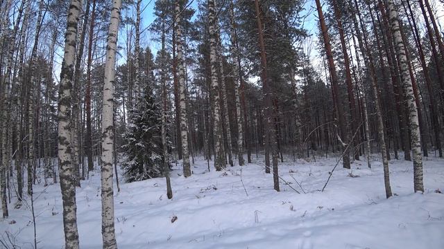 Русская гончая Побудка (Стрелка) (1 год 8 месяцев). Охота на зайца беляка по снегу. Гоняли 2 зайцев