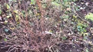 Что делать, если жимолость зацвела осенью.