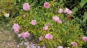 silas marner David Austin roses 1 year later update