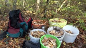 Грибы в Анапе 2019 секретные места сбора видео 20 октября 2019 года