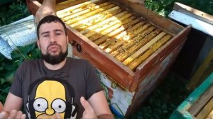 Украинская степная порода пчёл или Аборигенная пчела